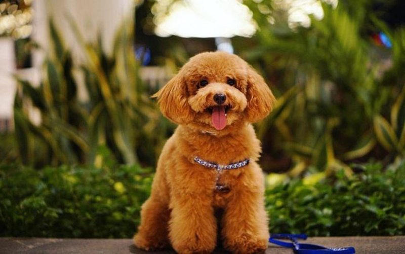 nuôi chó poodle có tốn kém không