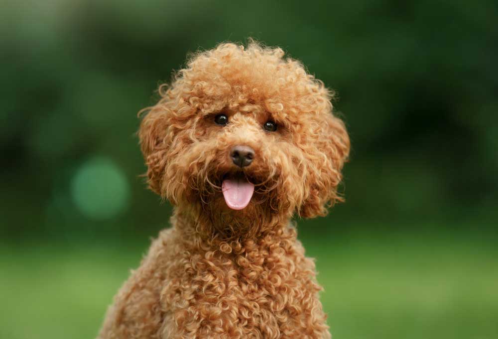 nuôi chó poodle như thế nào