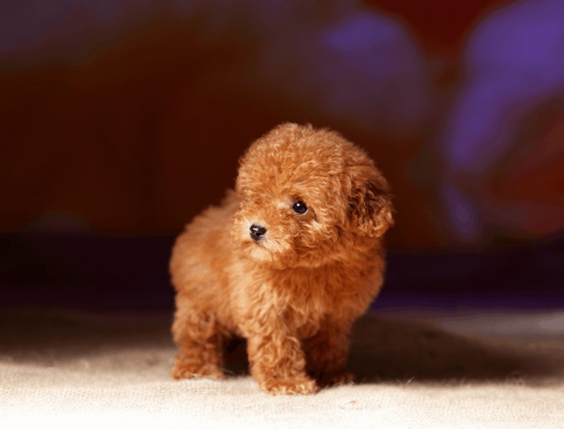 nuôi chó poodle như thế nào