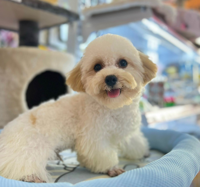 nuôi chó poodle như thế nào