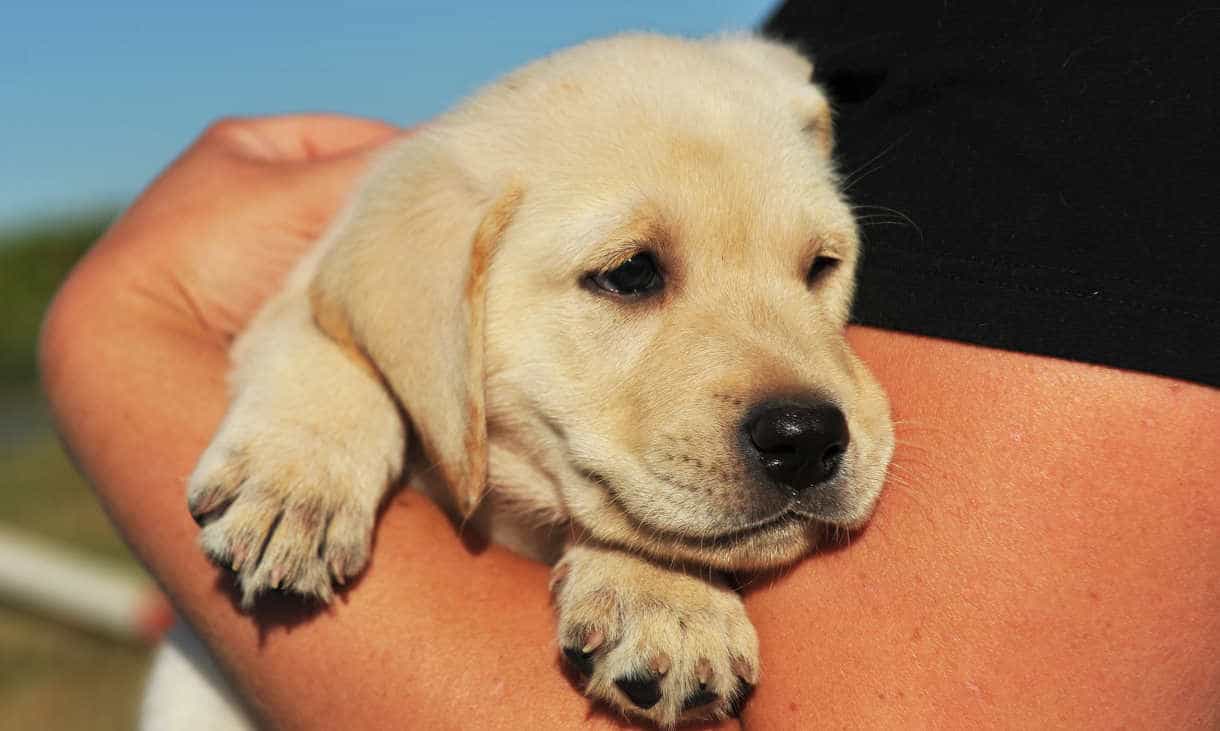 Ôm chó Labrador khi còn nhỏ