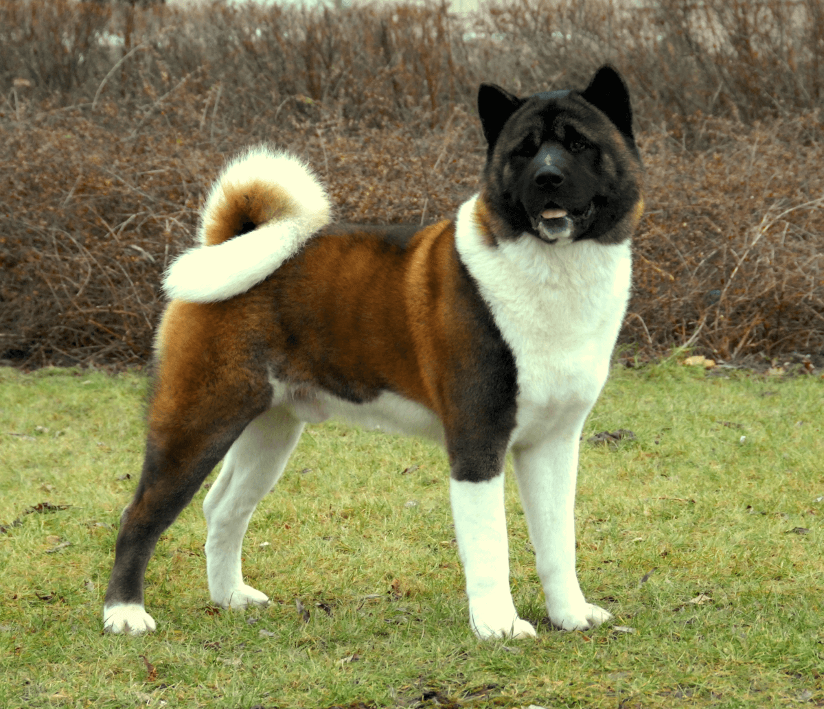 Chó Akita từ Nhật