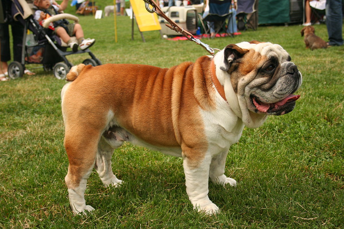 Chó pug và bulldog khác nhau thế nào?