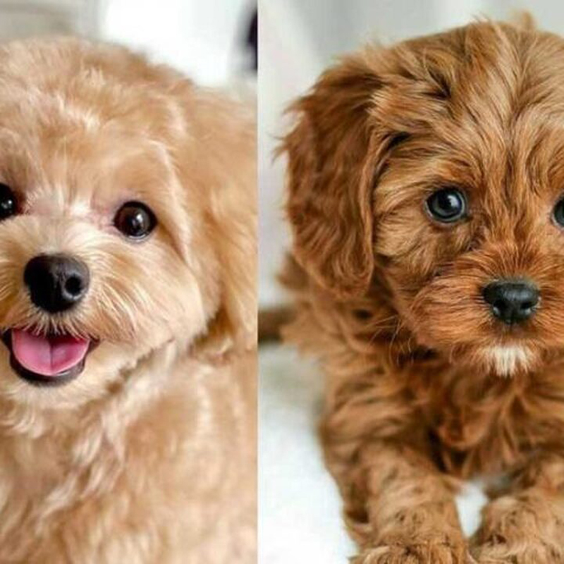 phốc sóc và poodle