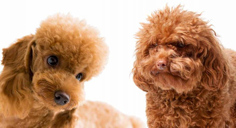 phốc sóc và poodle