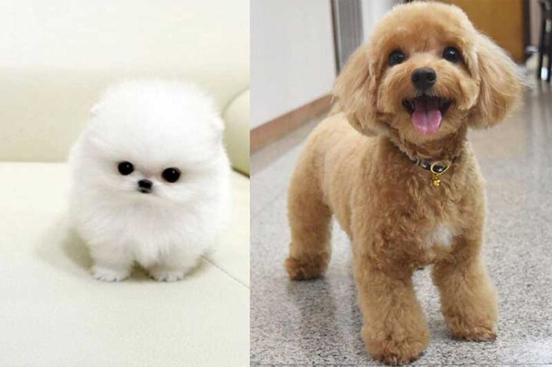 phốc sóc và poodle