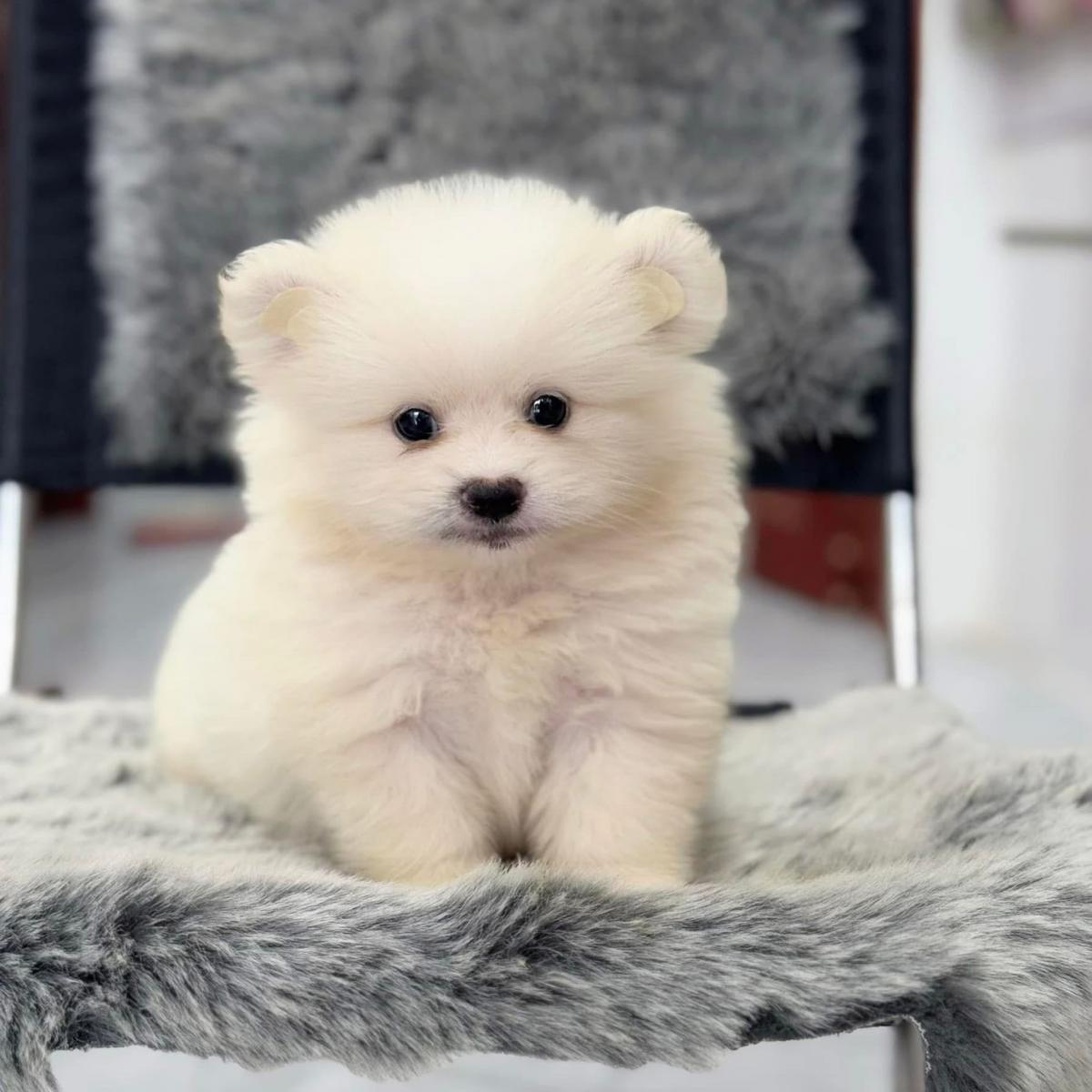 phốc sóc và poodle