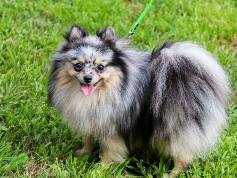 phốc sóc và poodle