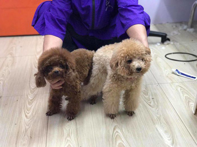 phối giống chó poodle tại hà nội