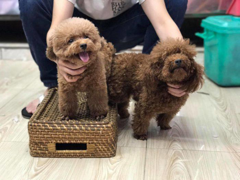 phối giống chó poodle tại hà nội