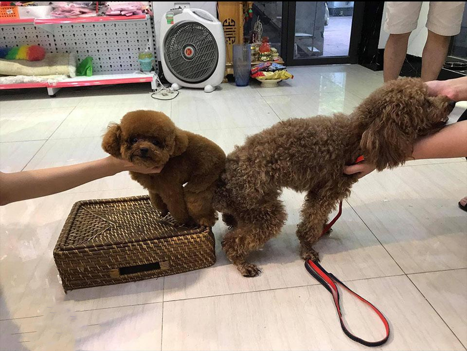 phối giống chó poodle tại hà nội