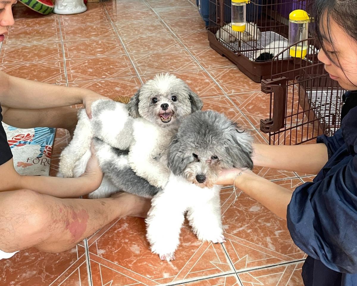 phối giống chó poodle tại hà nội