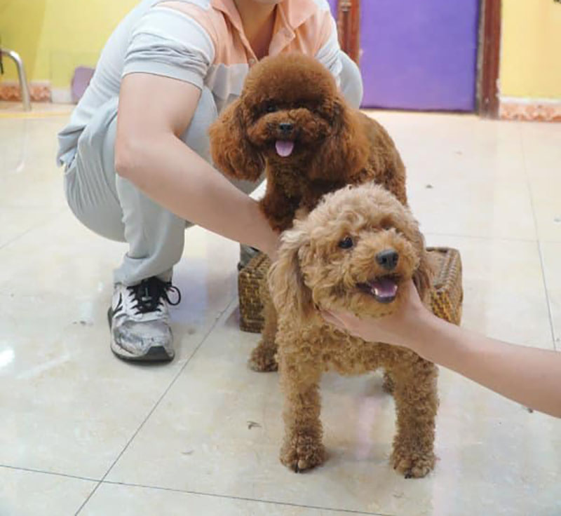 phối giống chó poodle tại hà nội