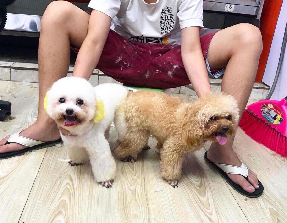 phối giống chó poodle tại hà nội