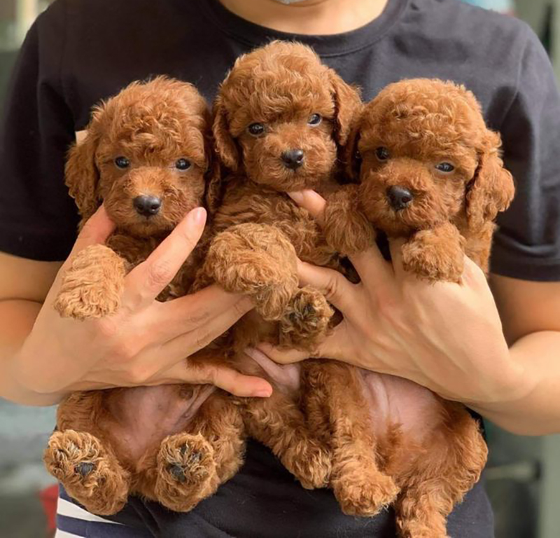phối giống chó poodle teacup