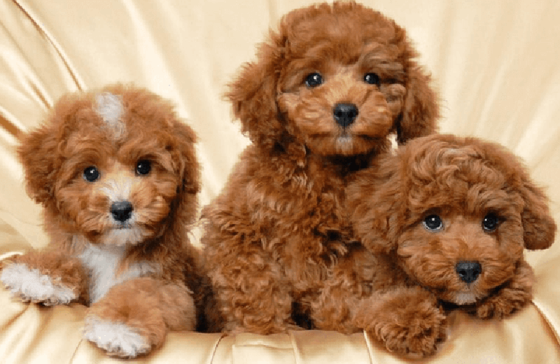 phối giống chó poodle teacup