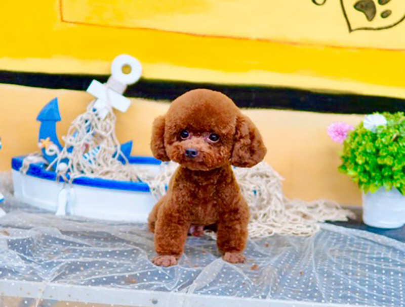 phối giống chó poodle teacup
