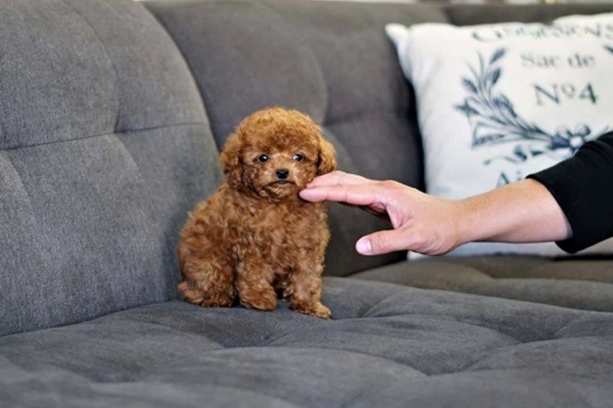 phối giống chó poodle teacup