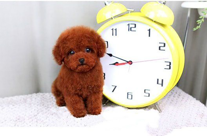 phối giống chó poodle teacup