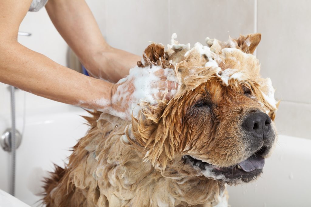 Rụng lông và ngứa ở chó có thể được ngăn ngừa