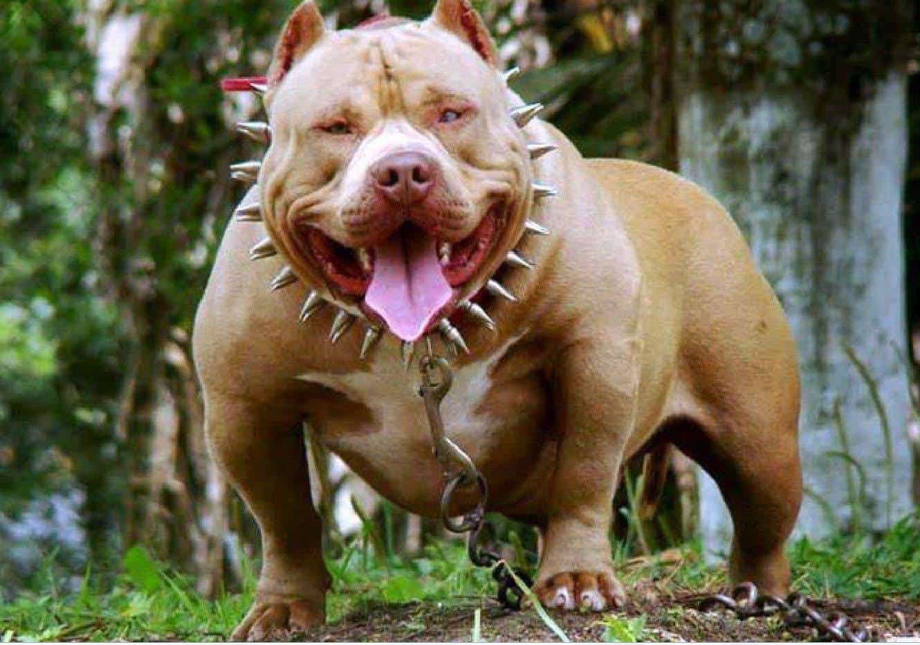 Chó Pitbull tại Việt Nam.