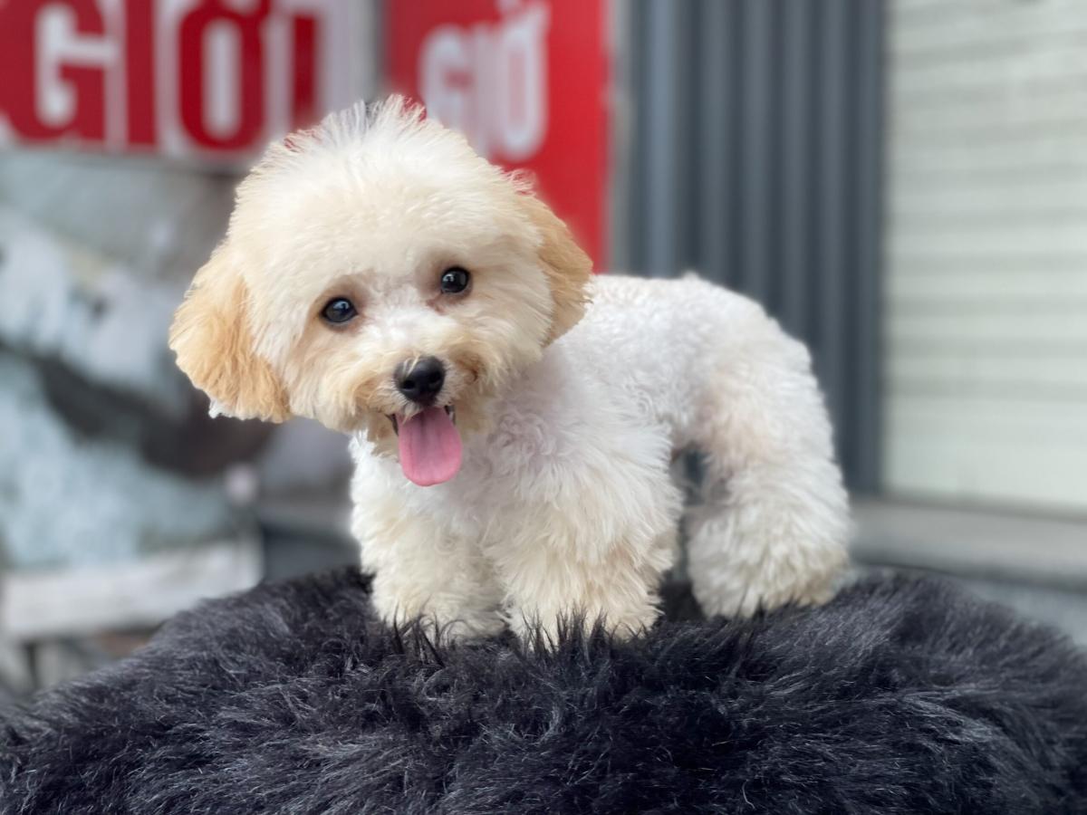 poodle mõm ngắn