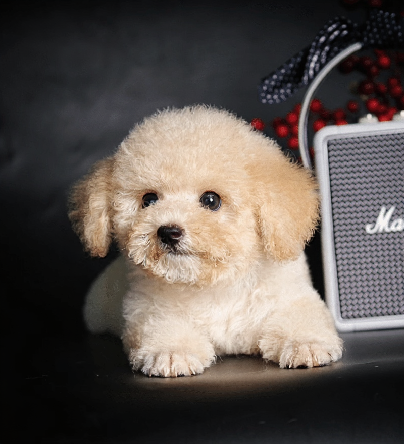 poodle mõm ngắn