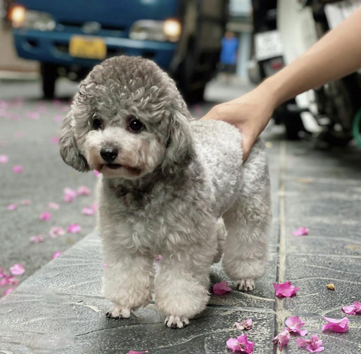 poodle mõm ngắn