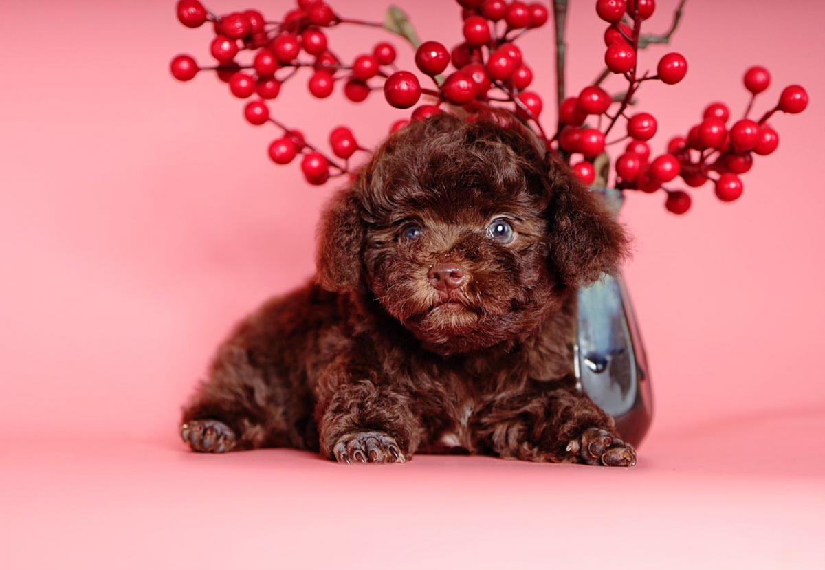 poodle mõm ngắn