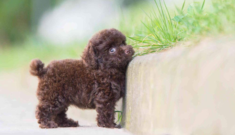 poodle mõm ngắn