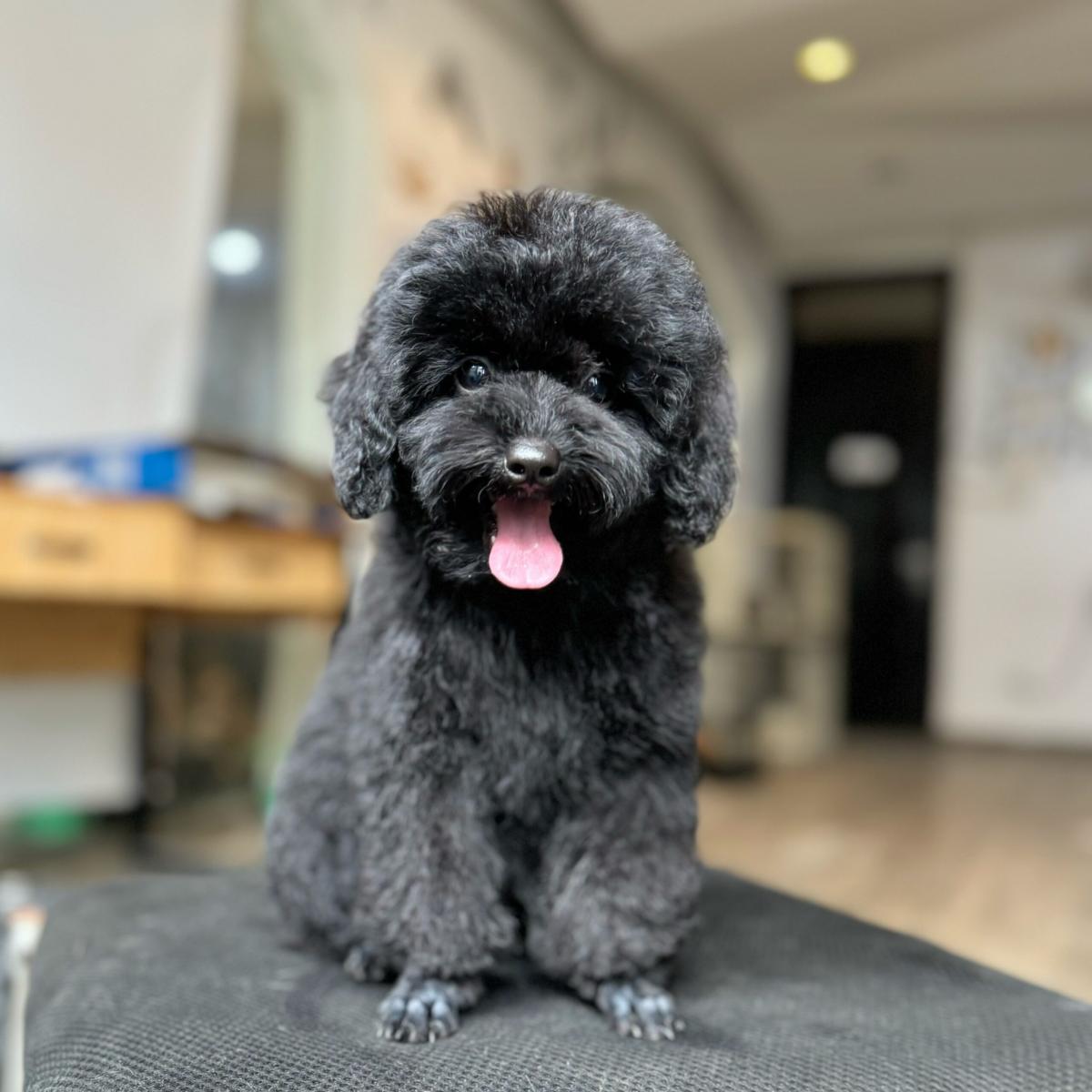 poodle mõm ngắn
