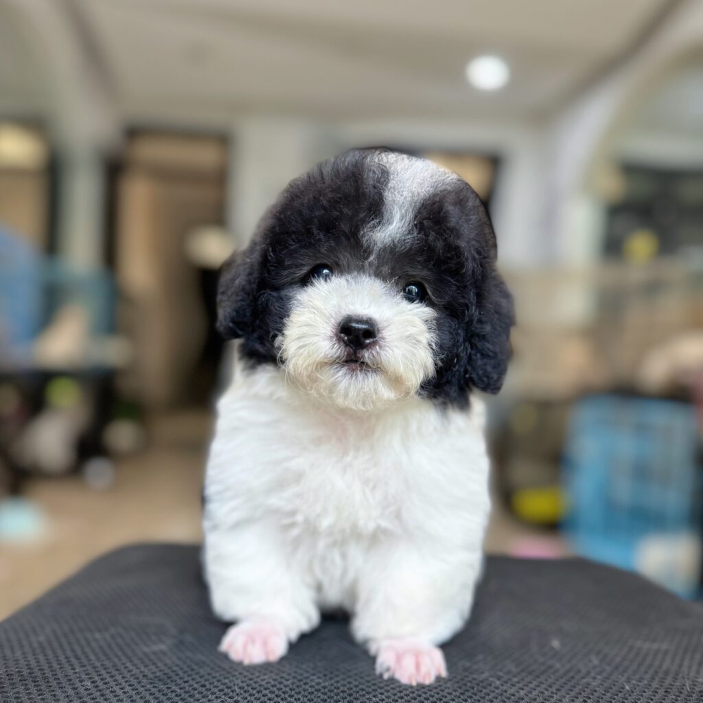 poodle mõm ngắn