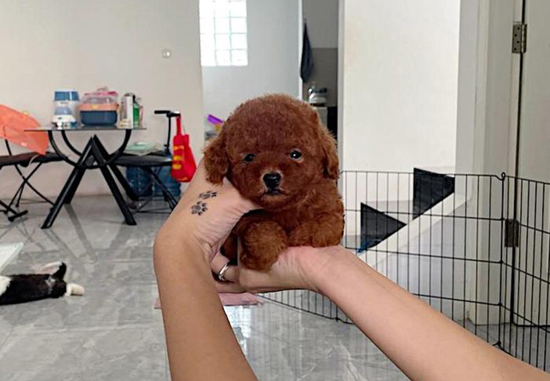 poodle teacup nâu đỏ