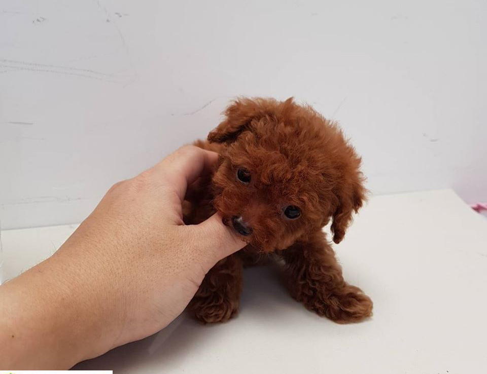 poodle teacup nâu đỏ