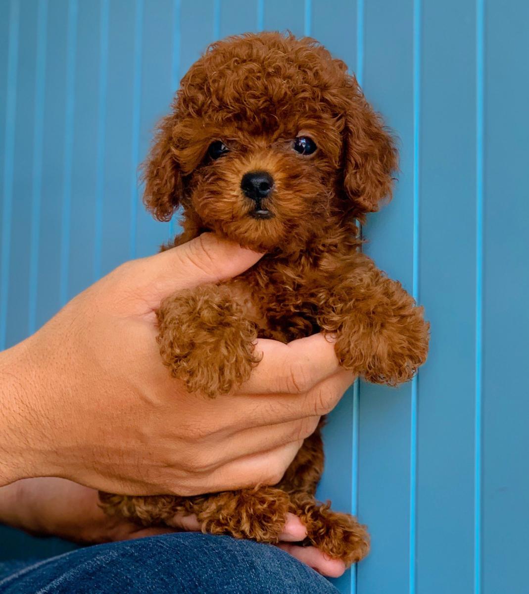 poodle teacup nâu đỏ