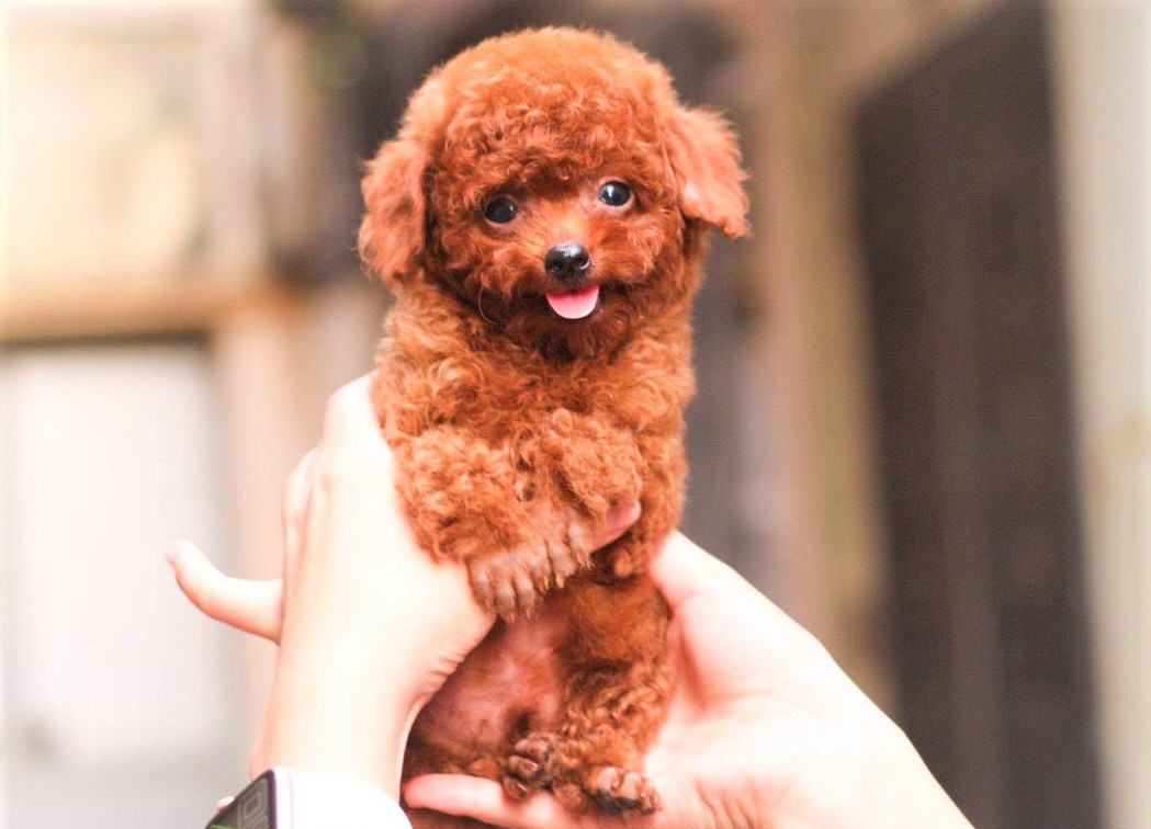 poodle teacup nâu đỏ