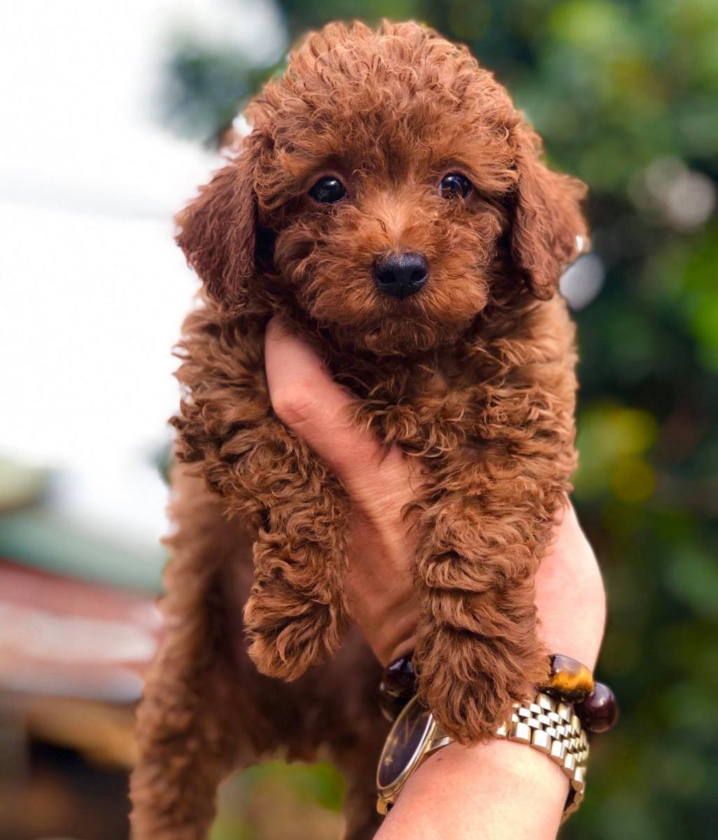 poodle teacup nâu đỏ