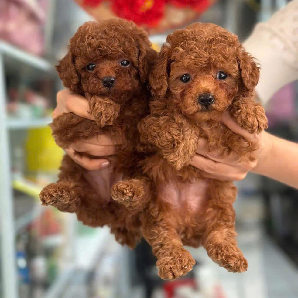 poodle teacup nâu đỏ