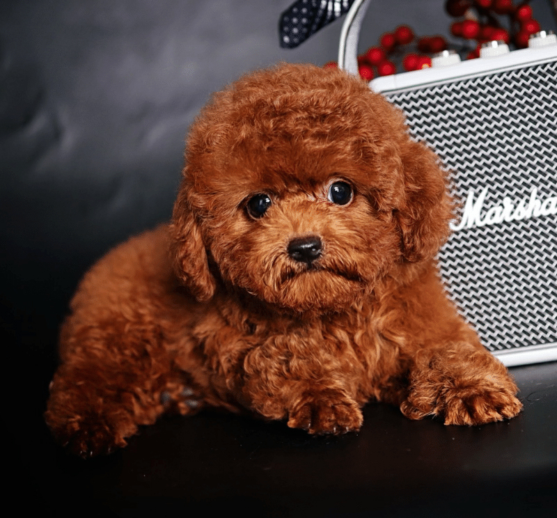 poodle teacup nâu đỏ