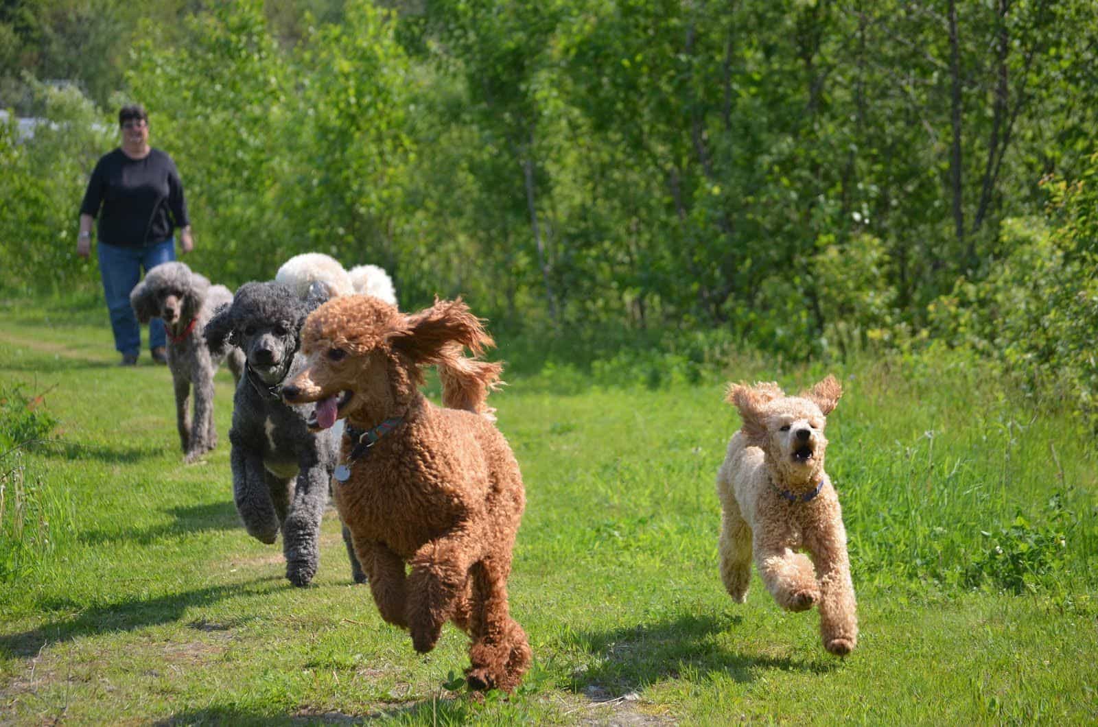 tại trại chó có bán Poodle