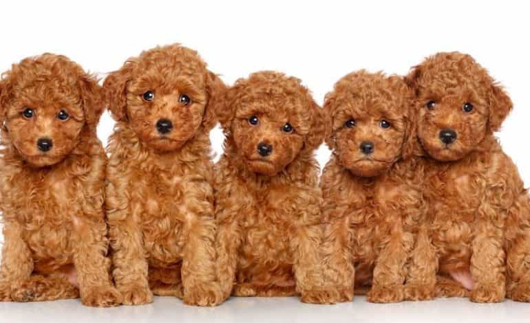 Địa chỉ uy tín mua bán chó Poodle tại Hà Nội và TP HCM