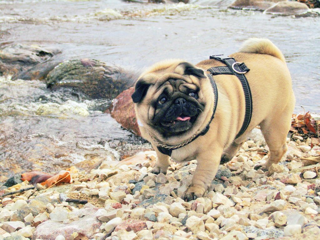 Một chú chó pug bị thừa cân