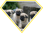 Mua bán chó Pug chất lượng