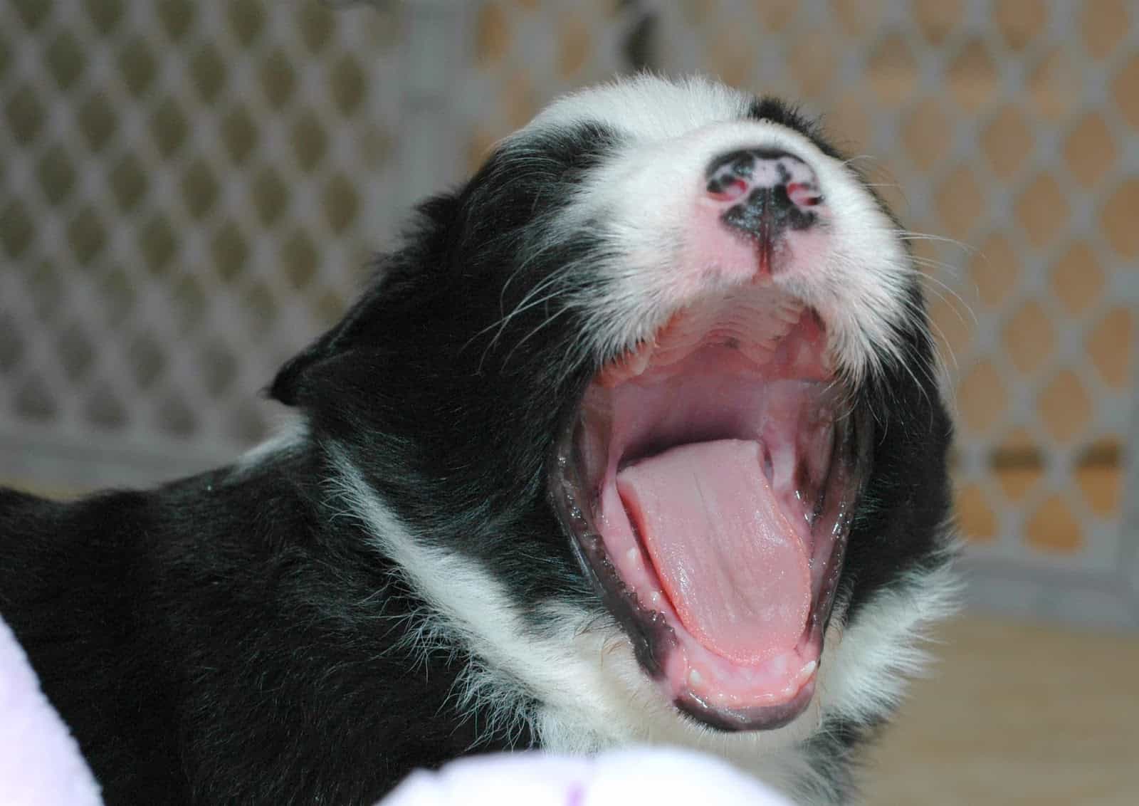 Răng của chó con được hai tuần tuổi