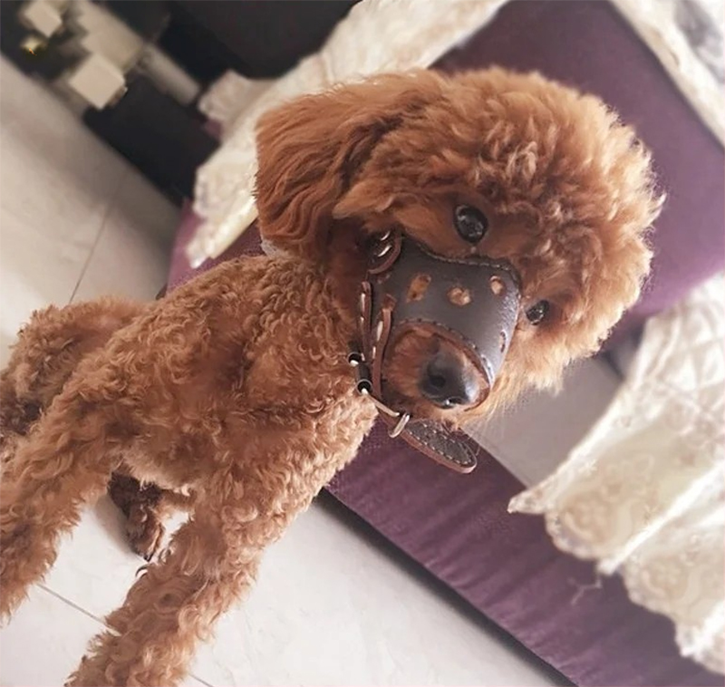 rọ mõm cho poodle