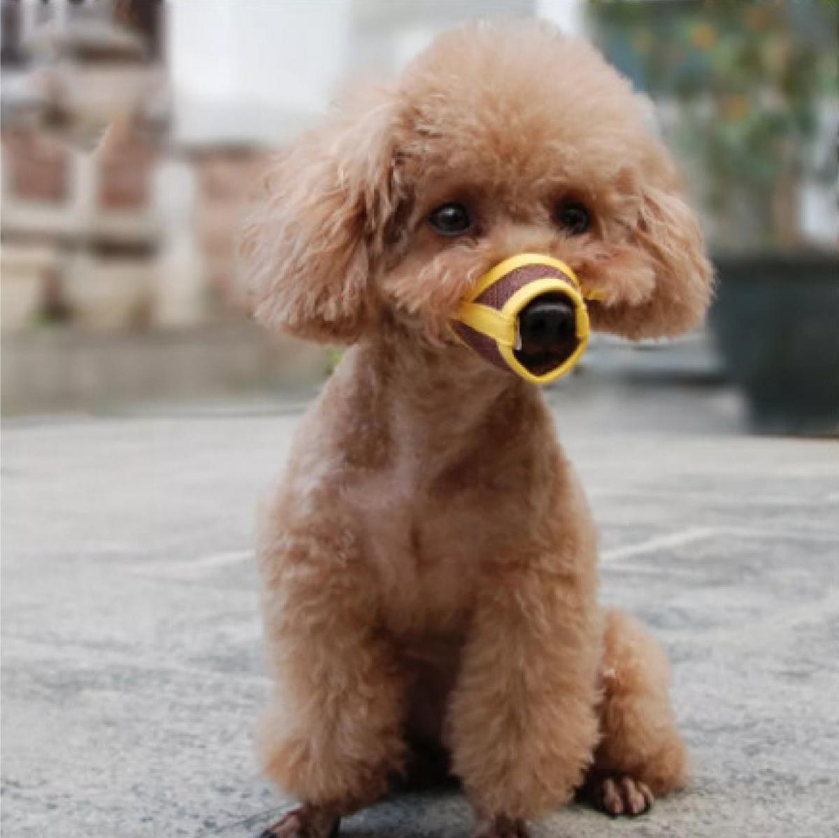 rọ mõm cho poodle
