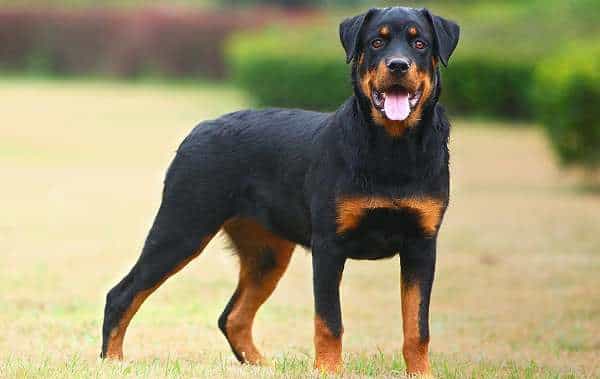 Địa chỉ uy tín mua bán chó Rottweiler tại Hà Nội và TP HCM - SieuPet.com