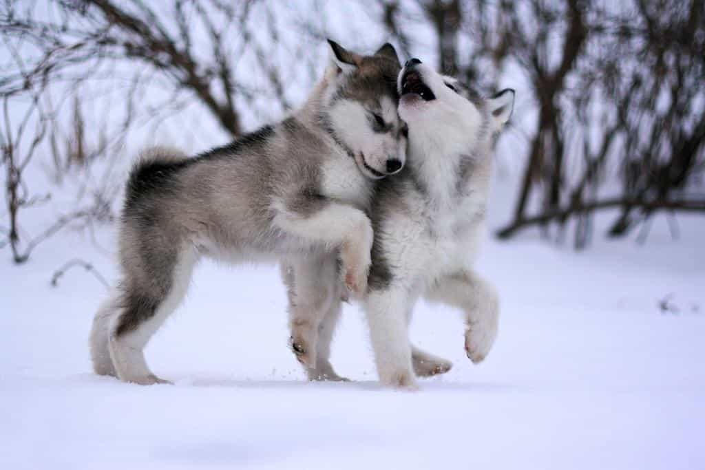 Đừng mua bán chó Alaska quá vội vàng