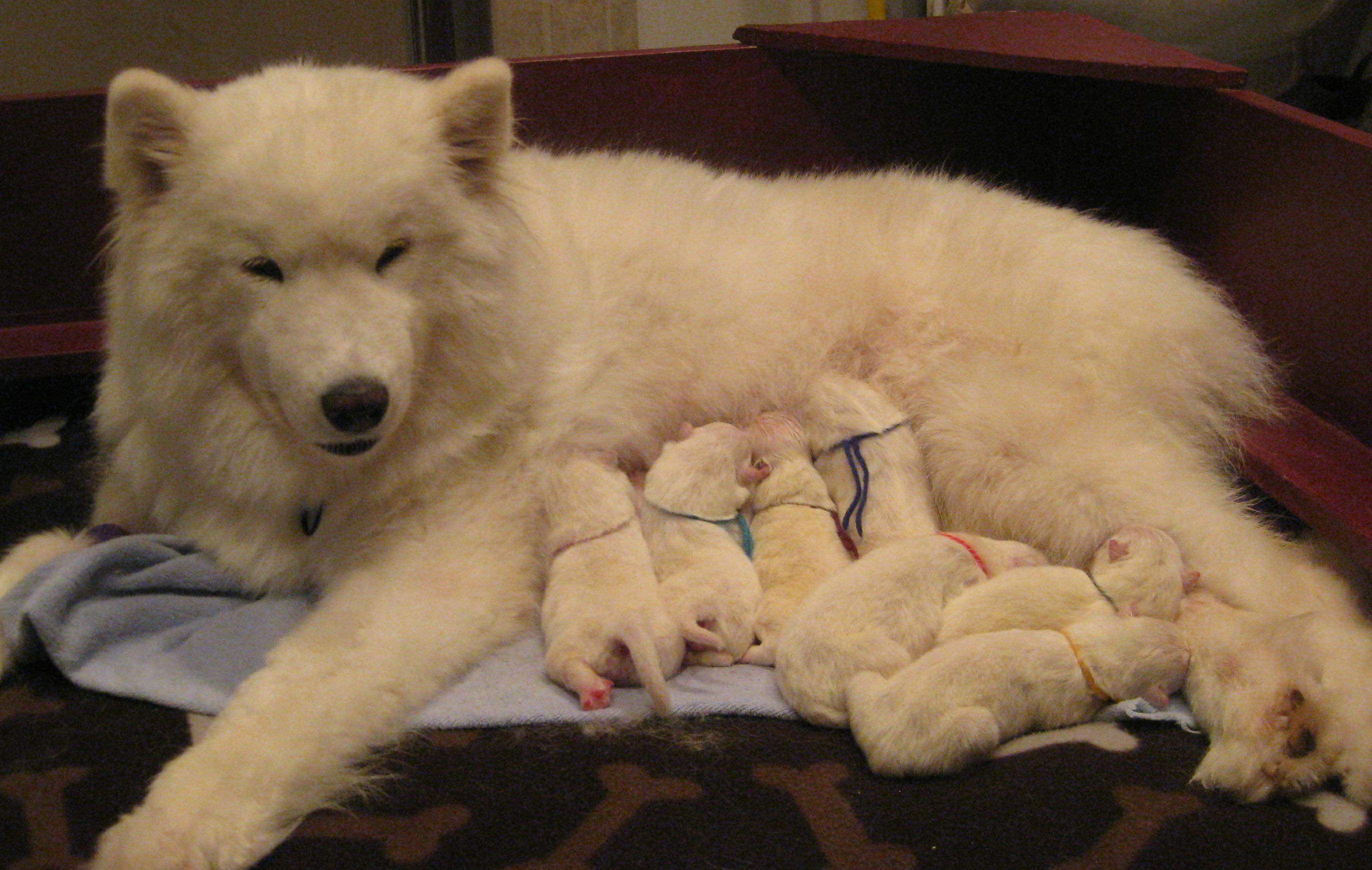 Chó Samoyed mẹ đang cho con bú