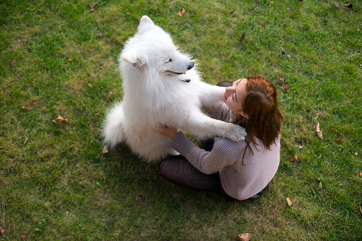 Samoyed ôm vai chủ trên bãi cỏ